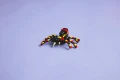 LEGO CREATOR 31159 Dzikie zwierzęta pająk
